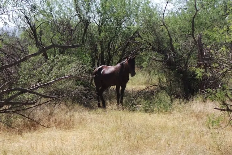 horseback riding in arizona 11