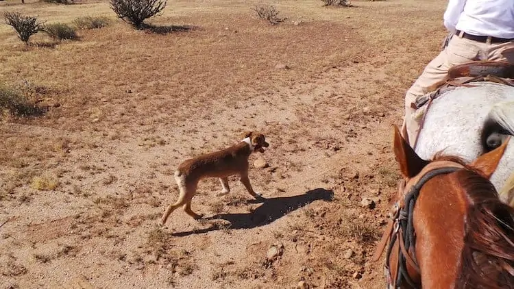 horseback riding in arizona 4