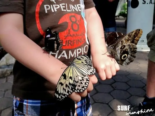san antonio zoo butterfly exhibit texas butterflies