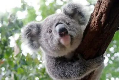 koala sanctuary brisbane