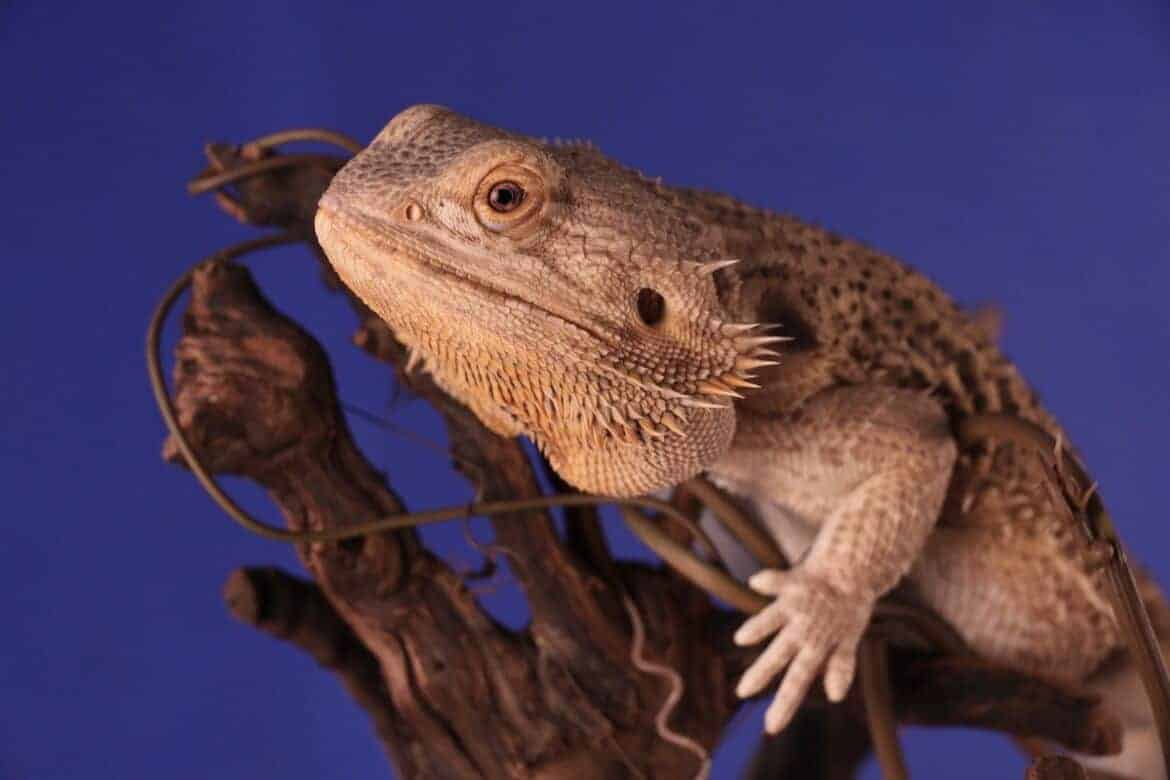 What you need to know before getting a bearded dragon