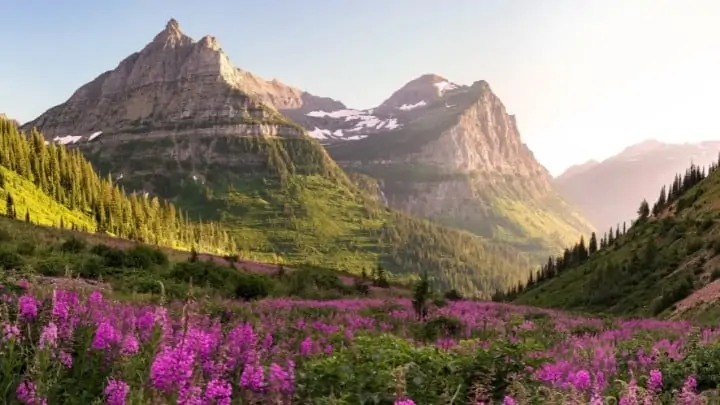Glacier National Park flowers