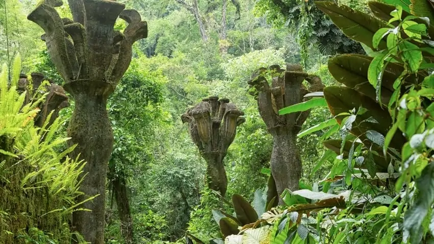 columns in the jungle at Las Pozas, Mexico