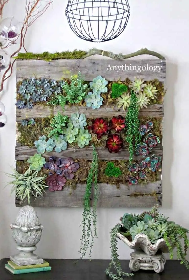 Indoor Succulent Projects