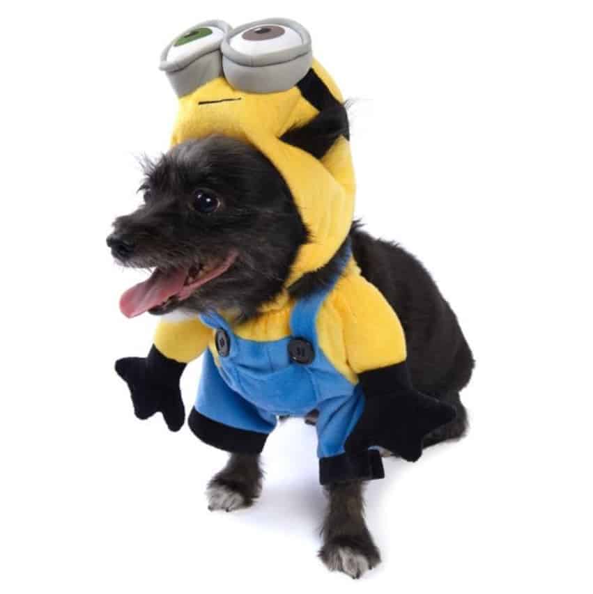 halloween costumes for pets