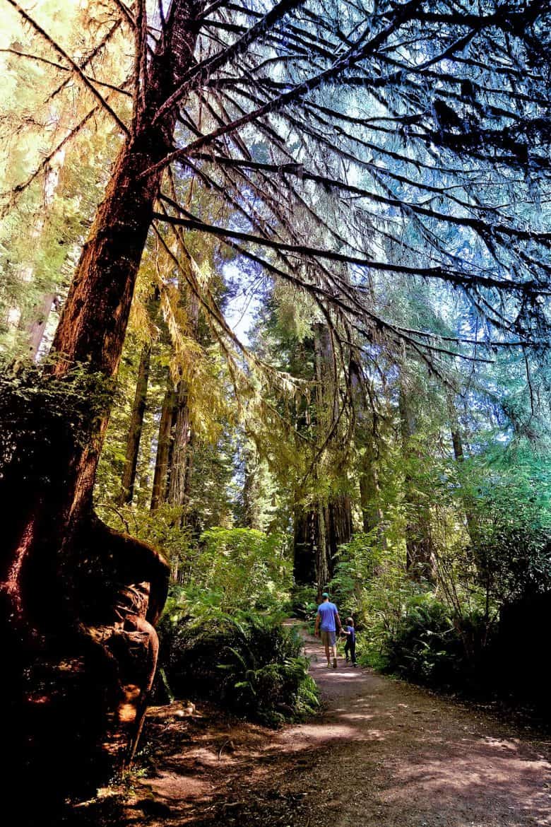 redwood trees california