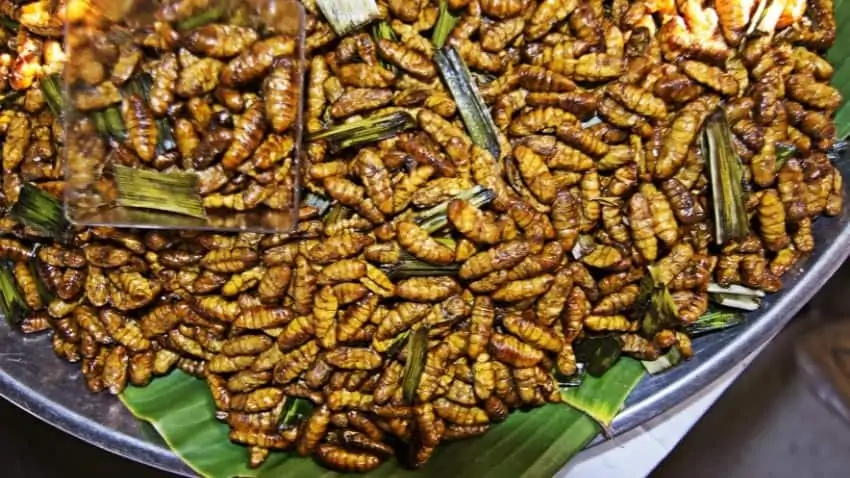 deep fried caterpillars christmas Unique Holiday Traditions Around the World