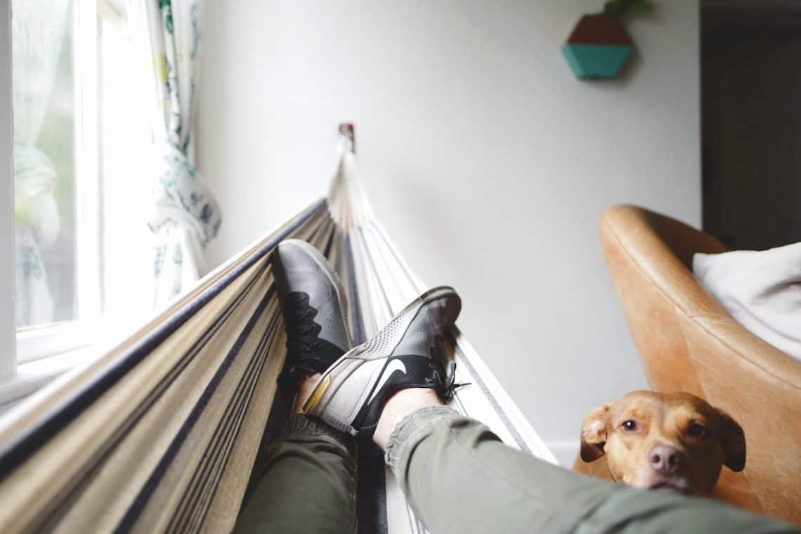 house hammock dog