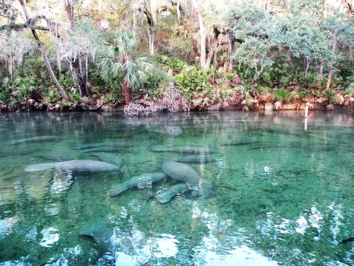 Manatee at Blue Spring State Park