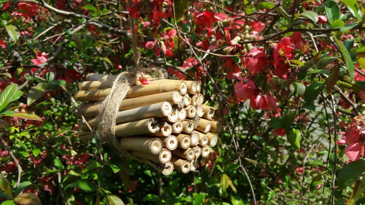 diy bamboo bee house habitat craft