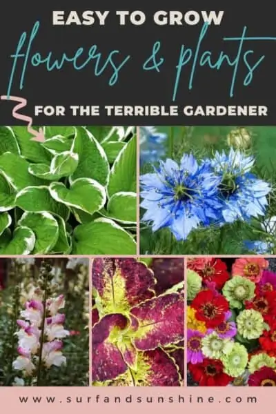 easy to grow flowers and plants