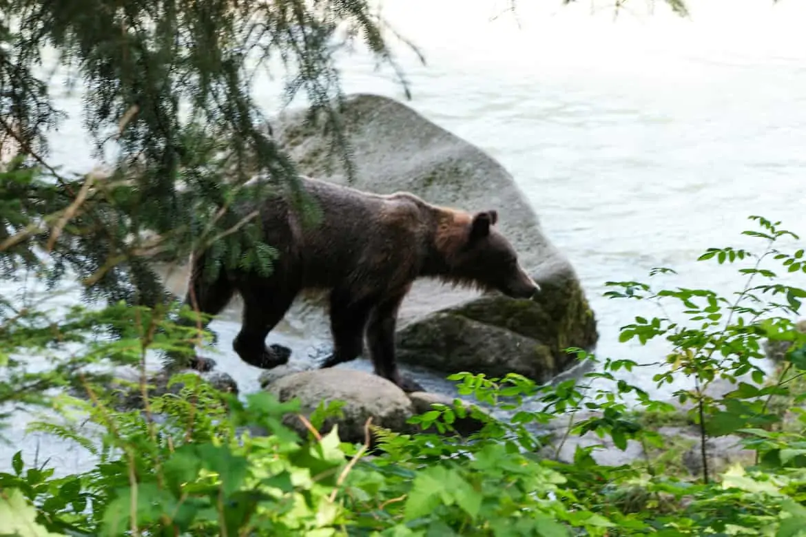 Chilkoot Wildlife Viewing Haines Alaska Bear