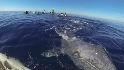 San Diego Whale Watching Kayaks - San Diego Tourism Authority