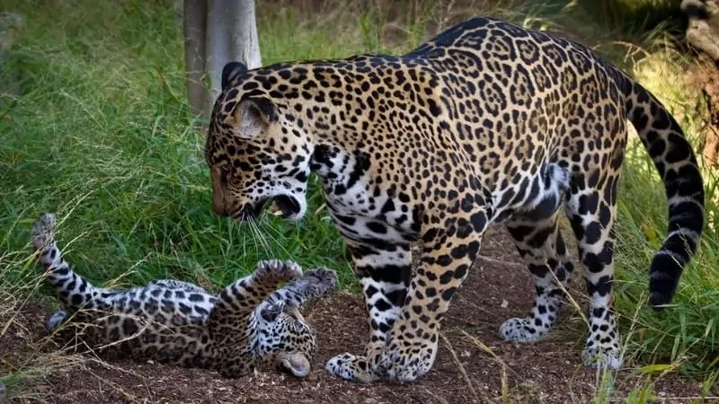 San Diego Zoo Jaguar Cub - Photo_ Ken Bohn