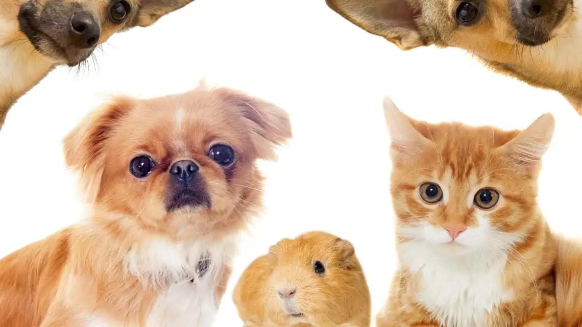 cat dog and guinea pig - can guinea pigs get fleas - Can guinea pigs get fleas?