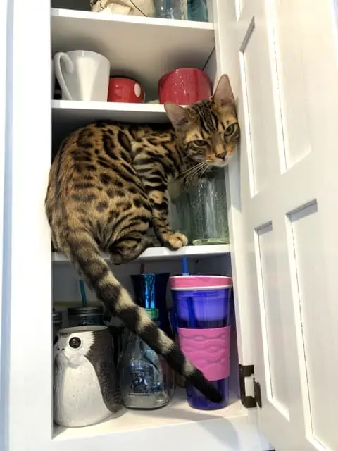 Obi Bengal Cat in cupboard -  - 37 Fun Facts About Cats That Will Make You Love Them Even More