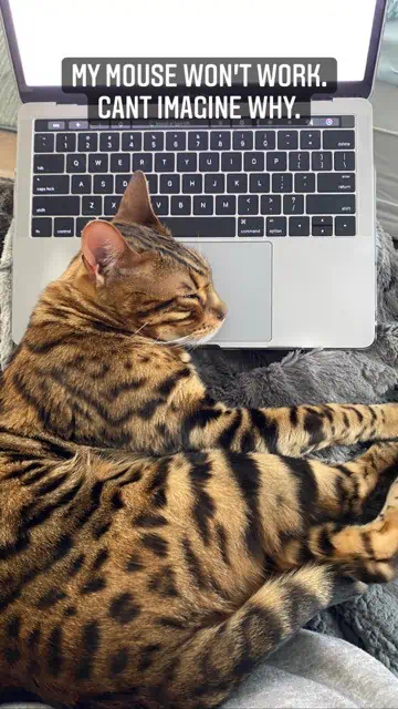 Obi Bengal Cat on laptop -  - 37 Fun Facts About Cats That Will Make You Love Them Even More
