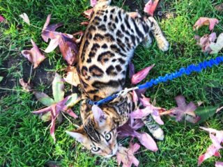 Obi Bengal Kitten on a leash with spot laying in grass -  - 37 Fun Facts About Cats That Will Make You Love Them Even More