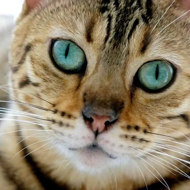 Roxy Bengal Cat with Turquoise eyes -  - 37 Fun Facts About Cats That Will Make You Love Them Even More
