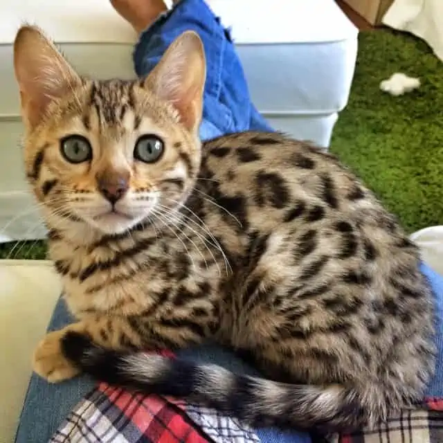 Roxy Bengal Kitten with blue eyes -  - 37 Fun Facts About Cats That Will Make You Love Them Even More