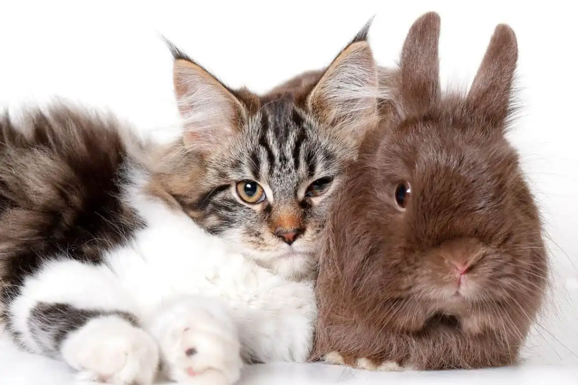 can cats and rabbits be friends -  - Can Cats and Rabbits Be Friends?