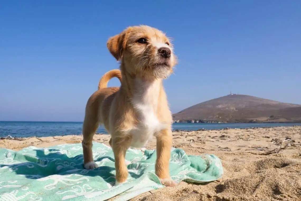 can i take my puppy to the beach -  - Taking Your Puppy to the Beach: What You Need to Know