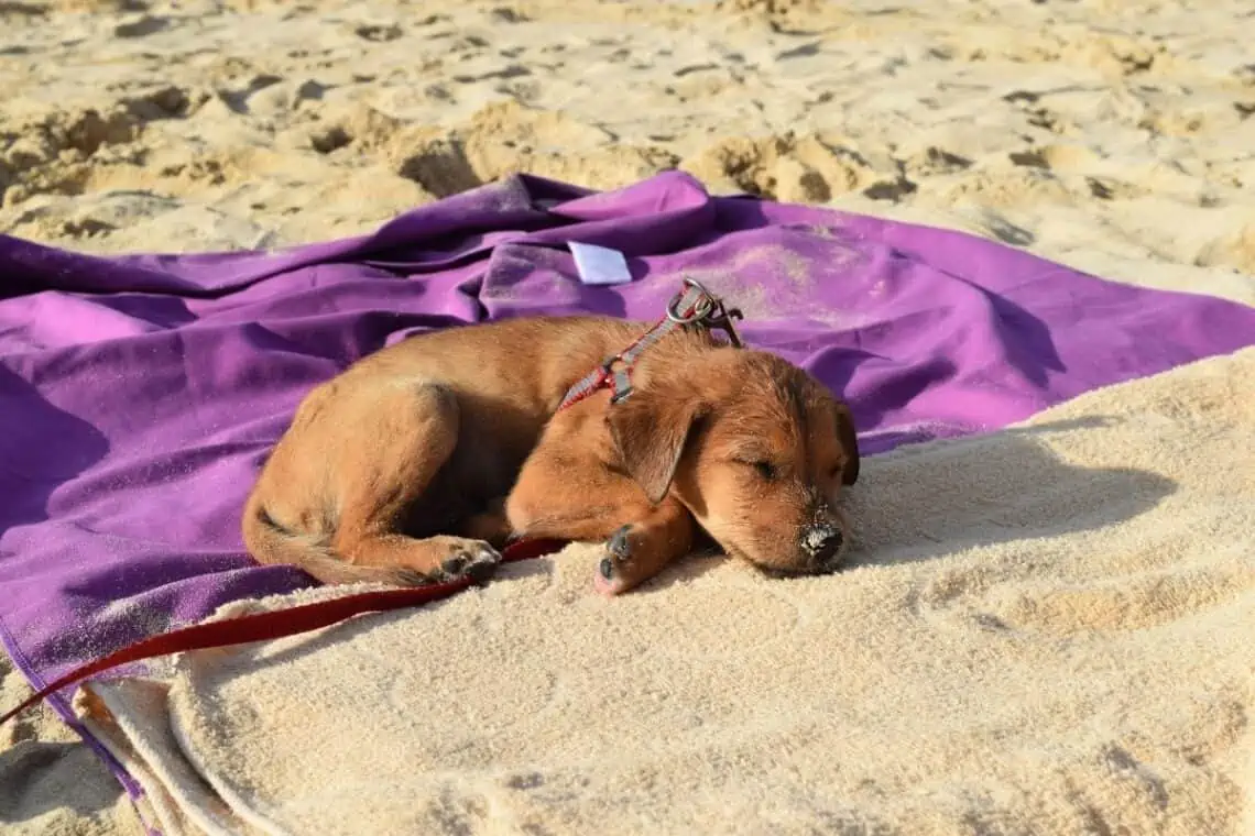 puppy sleeping at the beach -  - Taking Your Puppy to the Beach: What You Need to Know