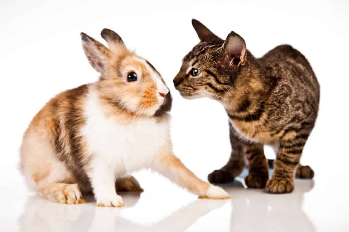 will cats attack rabbits -  - Can Cats and Rabbits Be Friends?