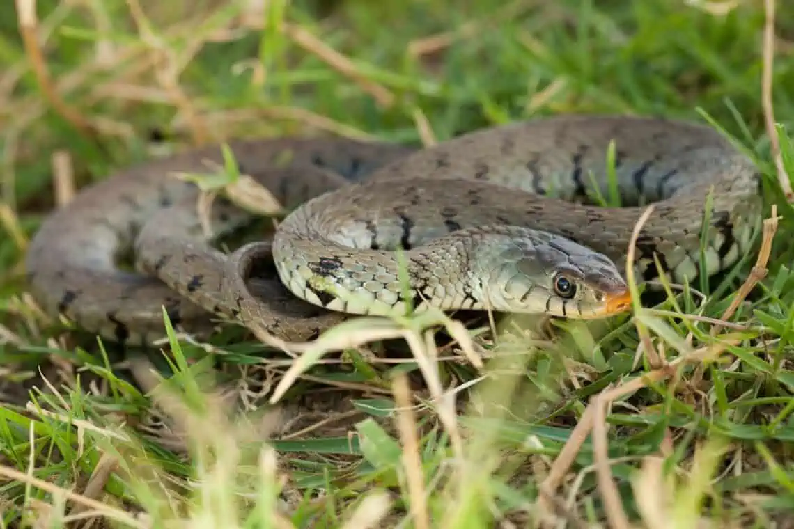 are there snakes in norway grass snake or water snake Natrix natrix -  - Are There Snakes in Norway?