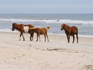 assateague island ponies