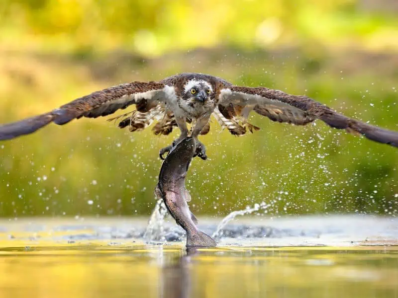 osprey catching fish