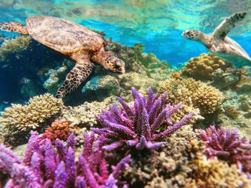 sea turtles with purple reef
