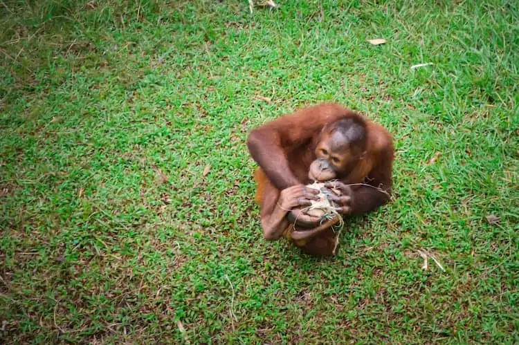 Orangutan1