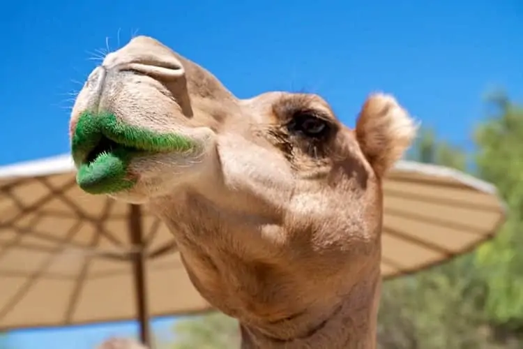 camel painting living desert 1