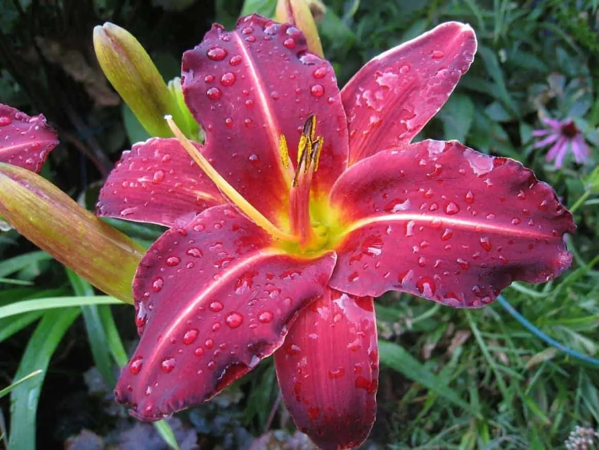 easy to grow flower daylily