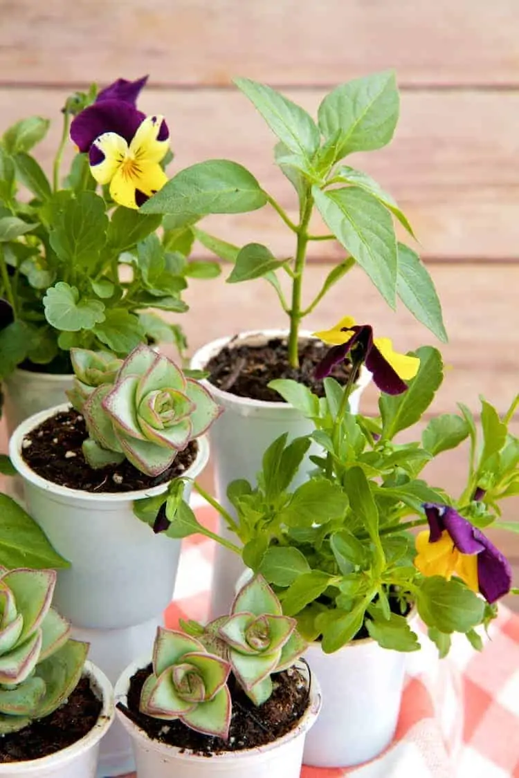 DIY: Hanging K-Cup Planters - Iowa Natural Heritage Foundation