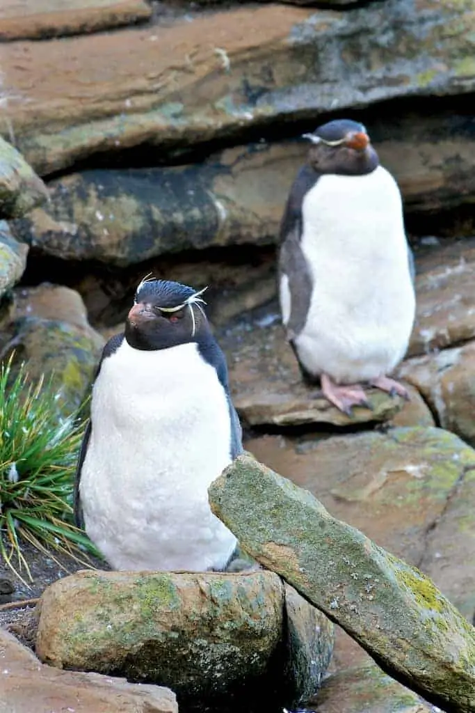 rockhopper penguins west point falkland islands
